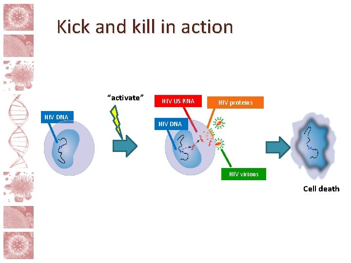 Kick and kill in action “activate” HIV DNA HIV US RNA HIV proteins HIV