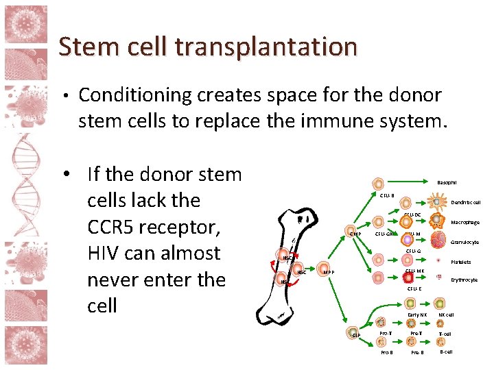 Stem cell transplantation • Conditioning creates space for the donor stem cells to replace