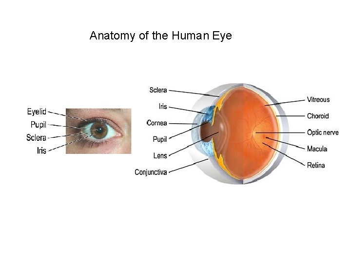 Anatomy of the Human Eye 
