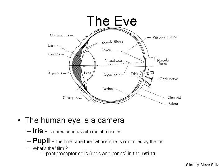 The Eye • The human eye is a camera! – Iris - colored annulus