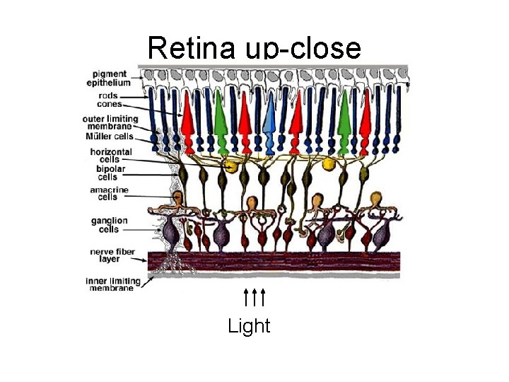 Retina up-close Light 