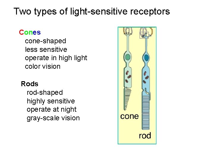 Two types of light-sensitive receptors Cones cone-shaped less sensitive operate in high light color