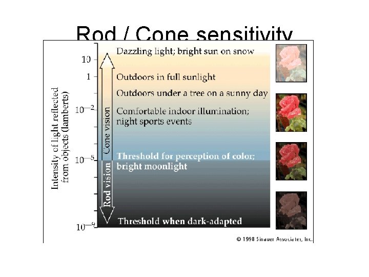 Rod / Cone sensitivity 