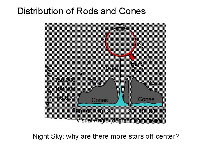 Distribution of Rods and Cones Night Sky: why are there more stars off-center? ©