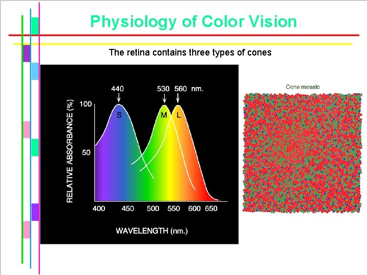 Physiology of Color Vision The retina contains three types of cones © Stephen E.