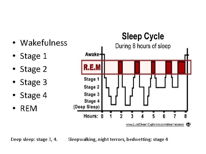  • • • Wakefulness Stage 1 Stage 2 Stage 3 Stage 4 REM