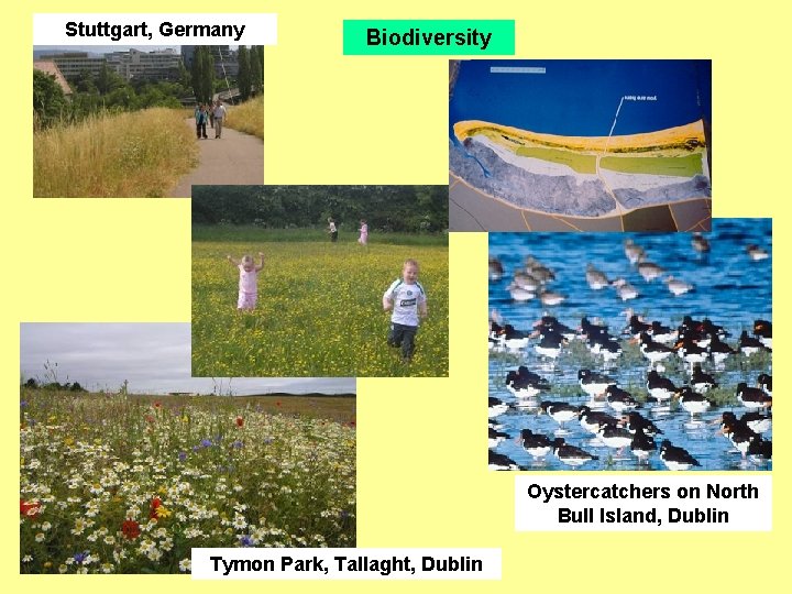 Stuttgart, Germany Biodiversity Oystercatchers on North Bull Island, Dublin Tymon Park, Tallaght, Dublin 