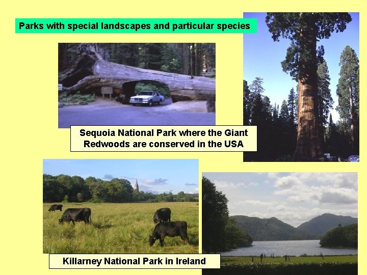 Parks with special landscapes and particular species Sequoia National Park where the Giant Redwoods