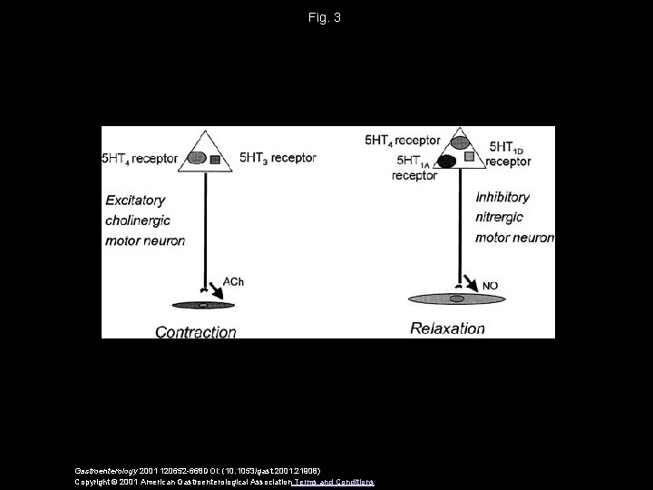 Fig. 3 Gastroenterology 2001 120652 -668 DOI: (10. 1053/gast. 2001. 21908) Copyright © 2001
