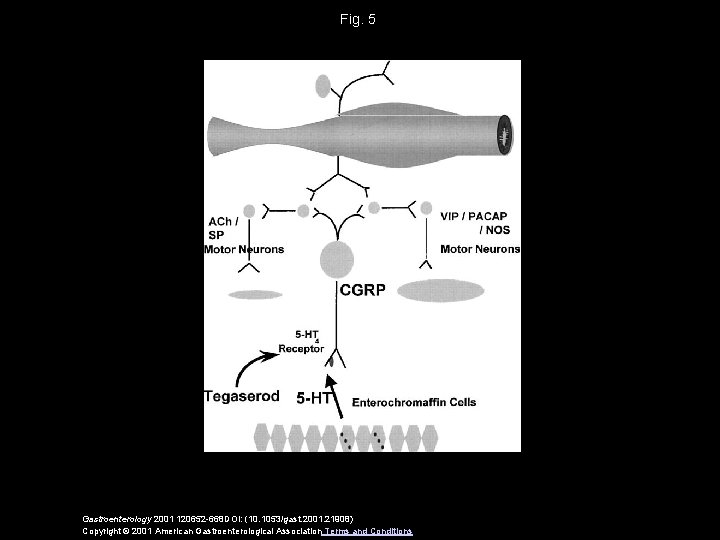 Fig. 5 Gastroenterology 2001 120652 -668 DOI: (10. 1053/gast. 2001. 21908) Copyright © 2001