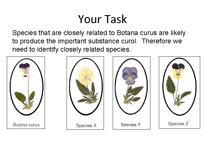 Your Task Species that are closely related to Botana curus are likely to produce Your Task Species that are closely related to Botana curus are likely to produce