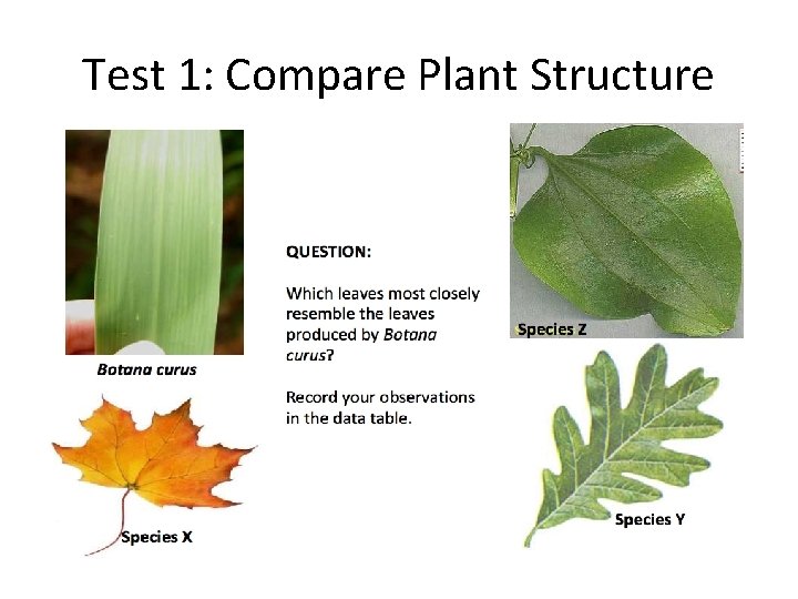 Test 1: Compare Plant Structure Test 1: Compare Plant Structure