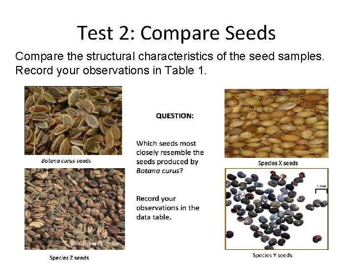 Test 2: Compare Seeds Compare the structural characteristics of the seed samples. Record your Test 2: Compare Seeds Compare the structural characteristics of the seed samples. Record your