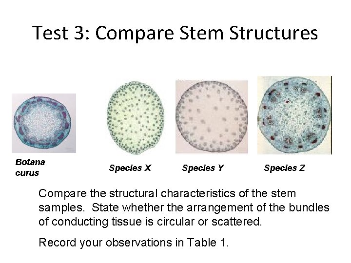 Test 3: Compare Stem Structures Botana curus Species X Species Y Species Z Compare Test 3: Compare Stem Structures Botana curus Species X Species Y Species Z Compare