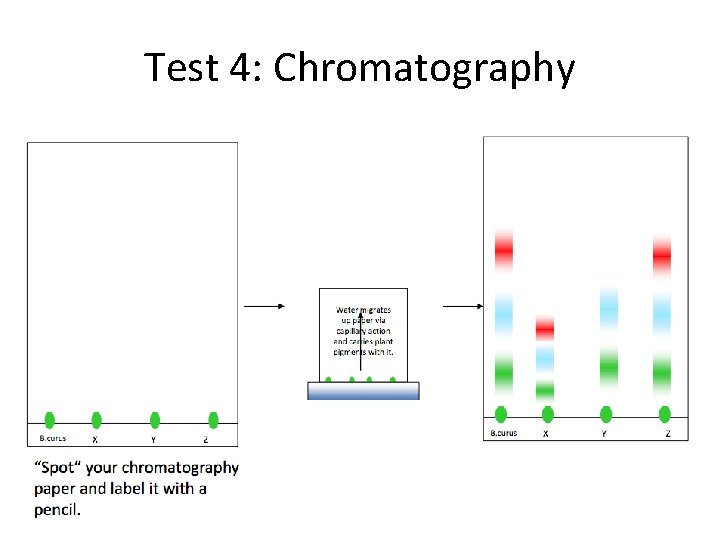 Test 4: Chromatography Test 4: Chromatography
