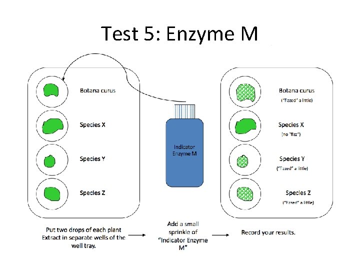 Test 5: Enzyme M Test 5: Enzyme M