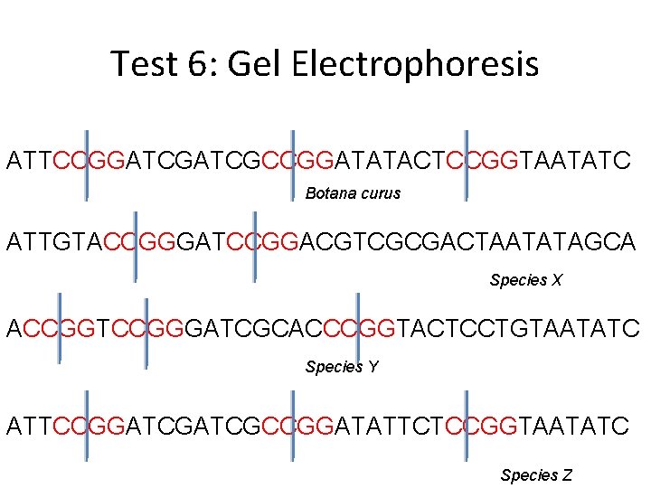 Test 6: Gel Electrophoresis ATTCCGGATCGCCGGATATACTCCGGTAATATC Botana curus ATTGTACCGGGATCCGGACGTCGCGACTAATATAGCA Species X ACCGGTCCGGGATCGCACCCGGTACTCCTGTAATATC Species Y ATTCCGGATCGCCGGATATTCTCCGGTAATATC Test 6: Gel Electrophoresis ATTCCGGATCGCCGGATATACTCCGGTAATATC Botana curus ATTGTACCGGGATCCGGACGTCGCGACTAATATAGCA Species X ACCGGTCCGGGATCGCACCCGGTACTCCTGTAATATC Species Y ATTCCGGATCGCCGGATATTCTCCGGTAATATC
