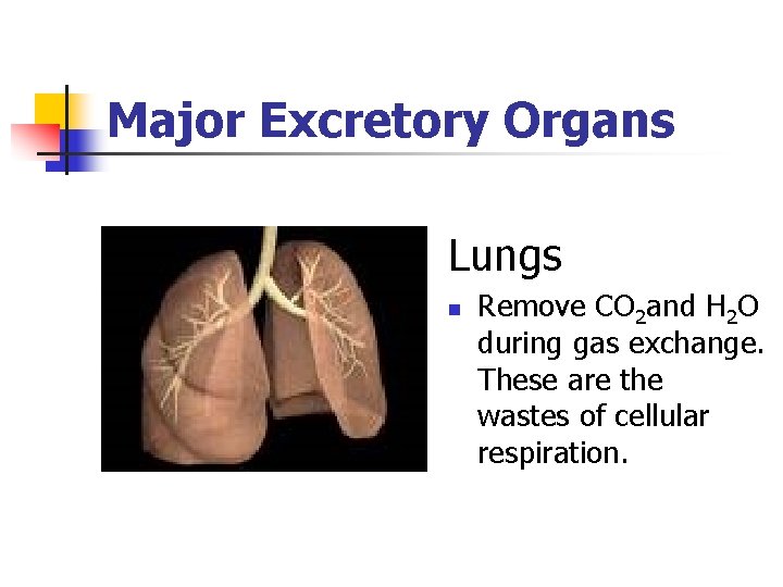 Major Excretory Organs Lungs n Remove CO 2 and H 2 O during gas