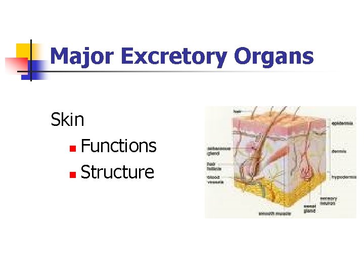 Major Excretory Organs Skin n Functions n Structure 