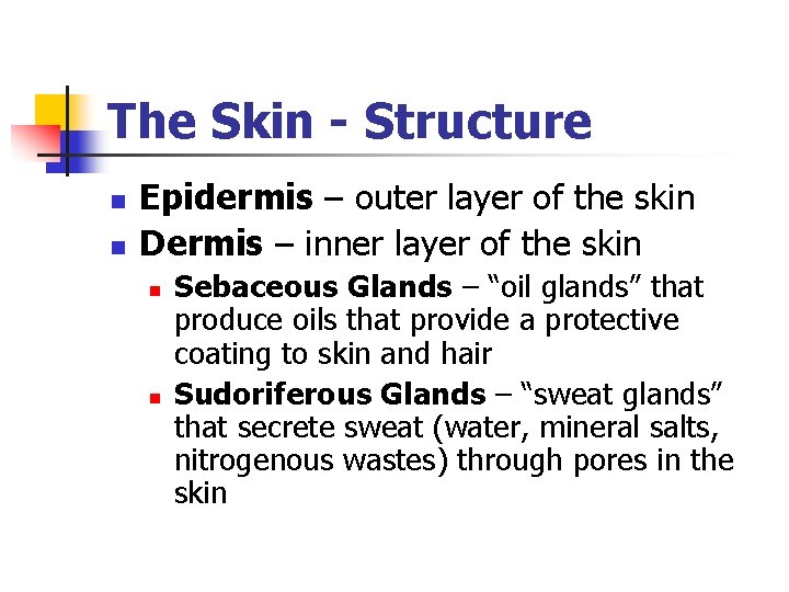 The Skin - Structure n n Epidermis – outer layer of the skin Dermis