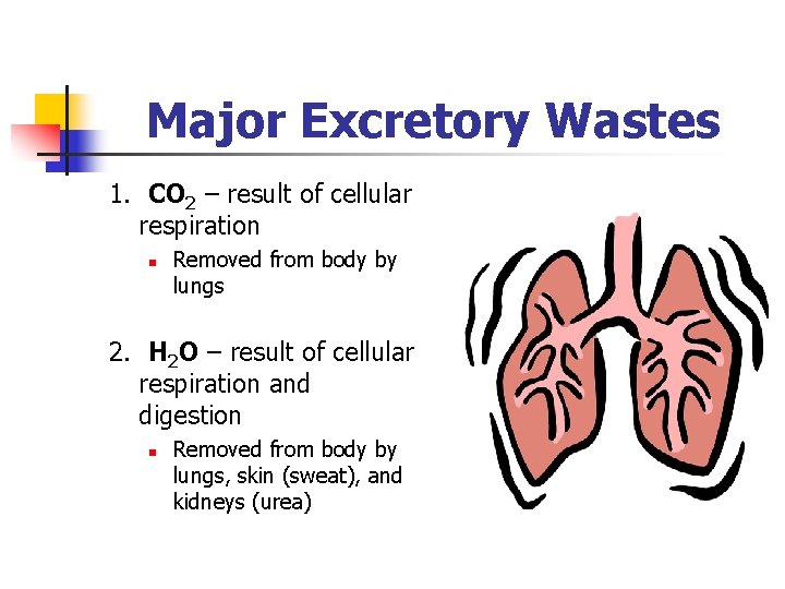 Major Excretory Wastes 1. CO 2 – result of cellular respiration n Removed from