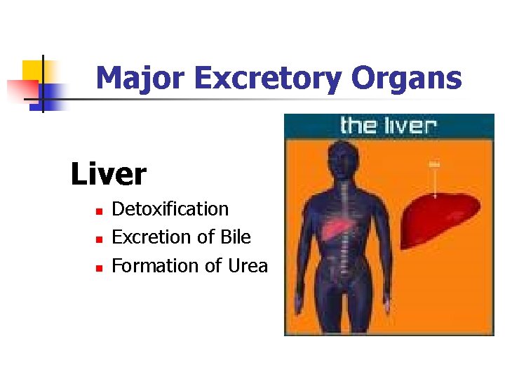 Major Excretory Organs Liver n n n Detoxification Excretion of Bile Formation of Urea