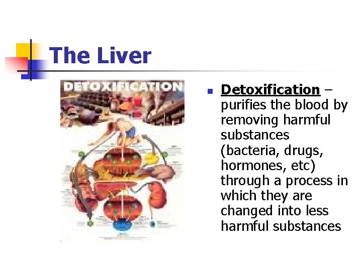 The Liver n Detoxification – purifies the blood by removing harmful substances (bacteria, drugs,