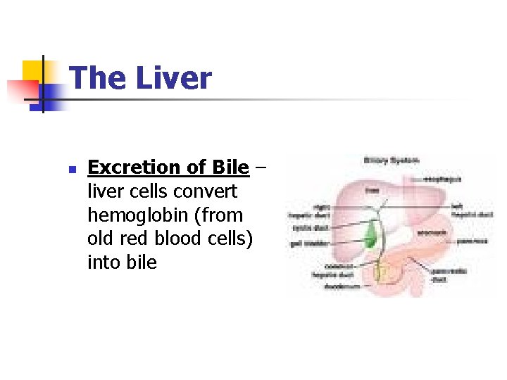 The Liver n Excretion of Bile – liver cells convert hemoglobin (from old red