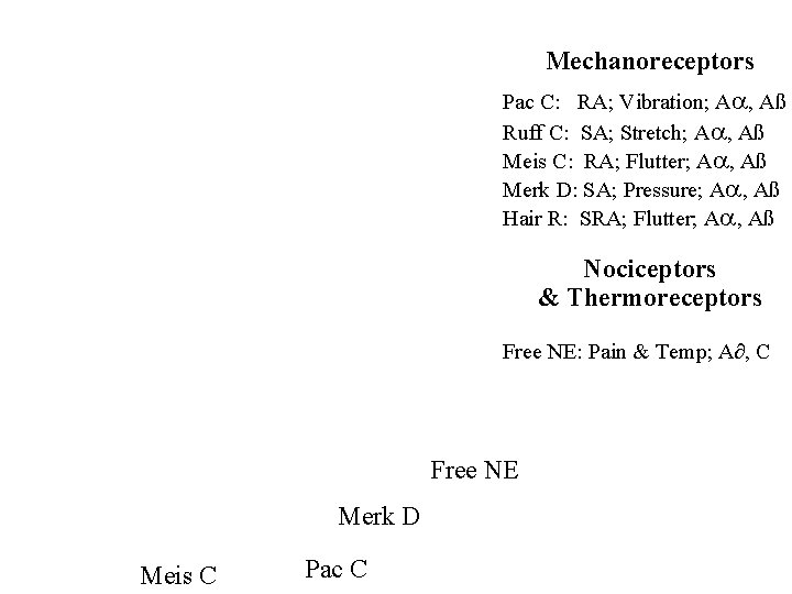 Mechanoreceptors Pac C: RA; Vibration; A , Aß Ruff C: SA; Stretch; A ,