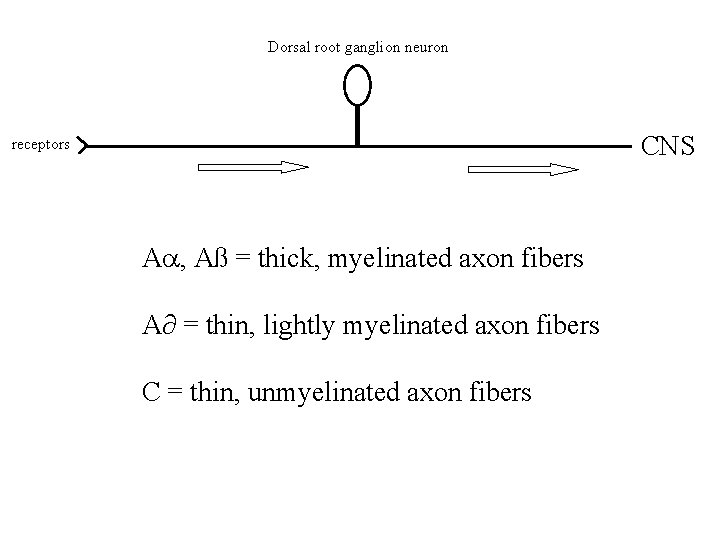 Dorsal root ganglion neuron CNS receptors A , Aß = thick, myelinated axon fibers