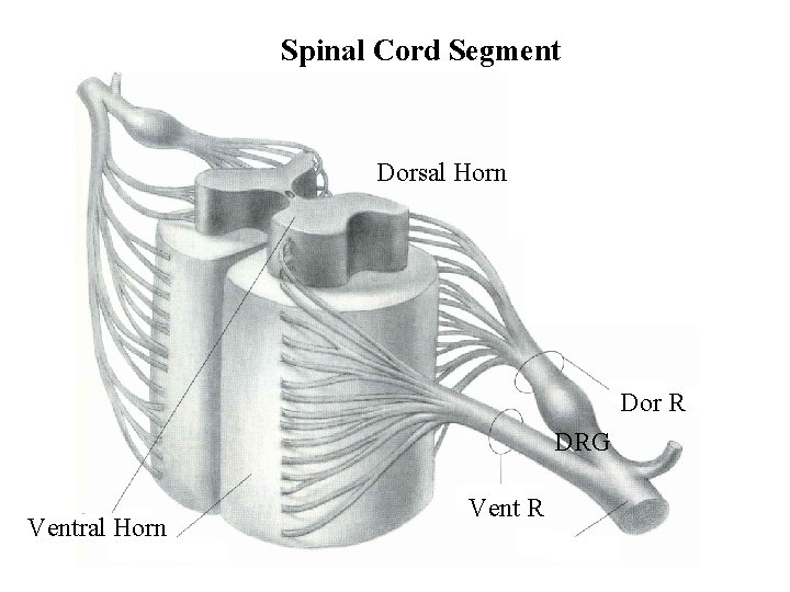 Spinal Cord Segment Dorsal Horn Dor R DRG Ventral Horn Vent R 