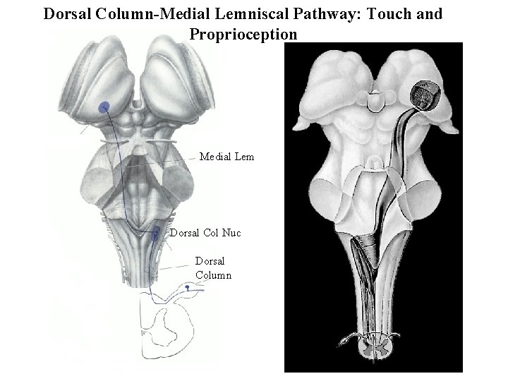 Dorsal Column-Medial Lemniscal Pathway: Touch and Proprioception Medial Lem Dorsal Col Nuc Dorsal Column