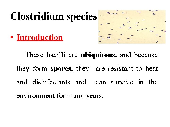 Clostridium species • Introduction These bacilli are ubiquitous, and because they form spores, they