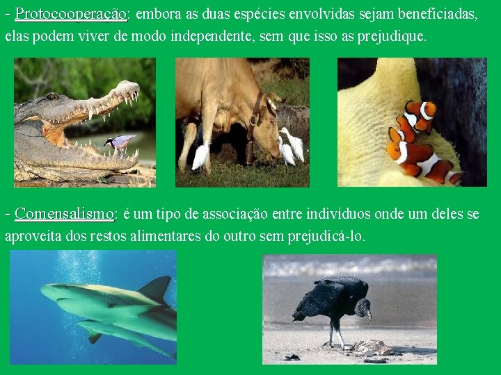 - Protocooperação: embora as duas espécies envolvidas sejam beneficiadas, elas podem viver de modo