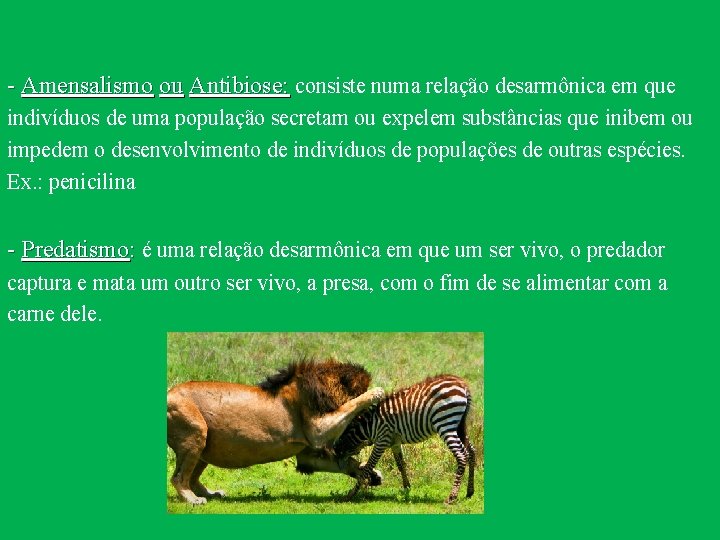 - Amensalismo ou Antibiose: consiste numa relação desarmônica em que indivíduos de uma população