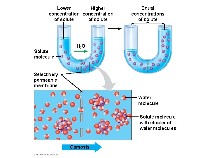 Lower Higher concentration of solute Solute molecule Equal concentrations of solute H 2 O