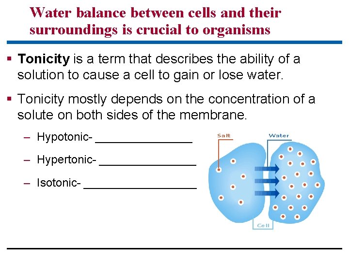 Water balance between cells and their surroundings is crucial to organisms § Tonicity is