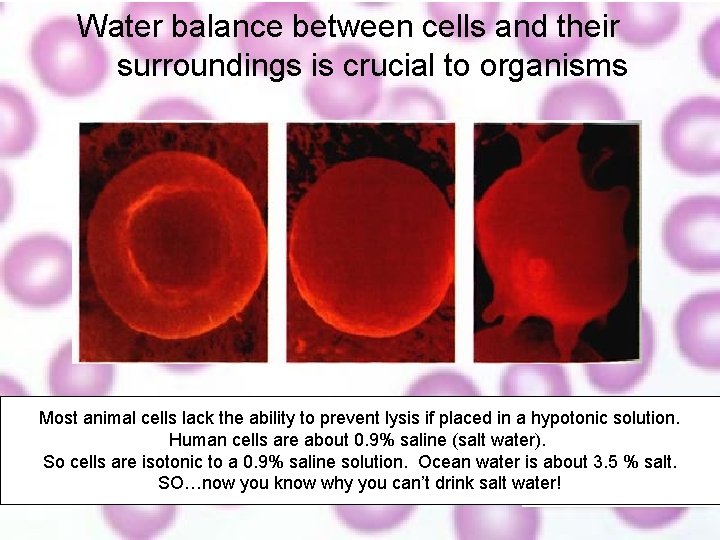 Water balance between cells and their surroundings is crucial to organisms RBC Most animal