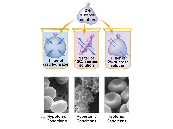 2% sucrose solution 1 liter of distilled water 1 liter of 10% sucrose solution