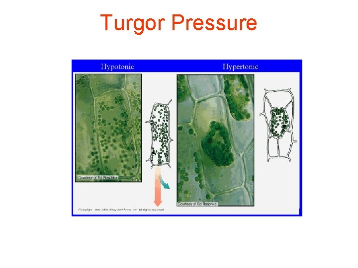 Turgor Pressure 