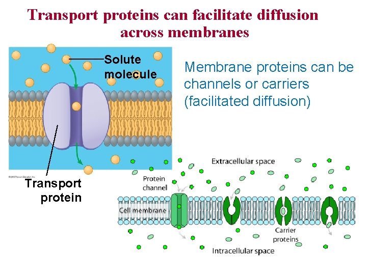 Transport proteins can facilitate diffusion across membranes Solute molecule Transport protein Membrane proteins can