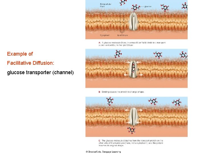 Example of Facilitative Diffusion: glucose transporter (channel) 