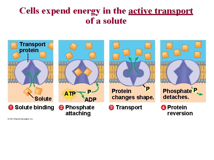 Cells expend energy in the active transport of a solute Transport protein Solute 1