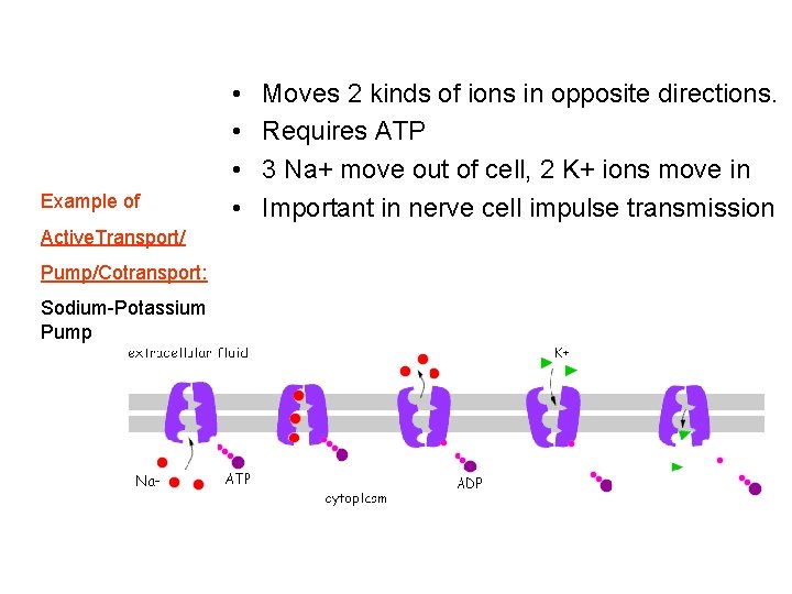 Example of Active. Transport/ Pump/Cotransport: Sodium-Potassium Pump • • Moves 2 kinds of ions