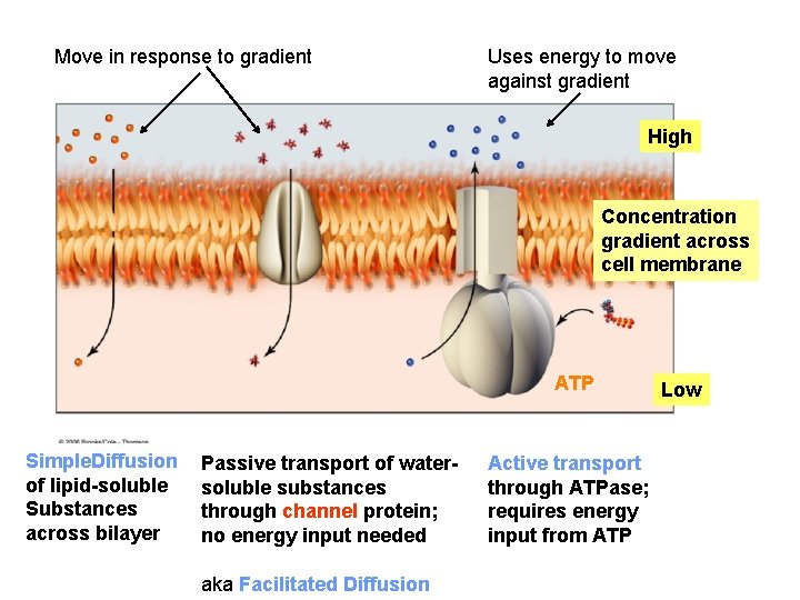 Move in response to gradient Uses energy to move against gradient High Concentration gradient