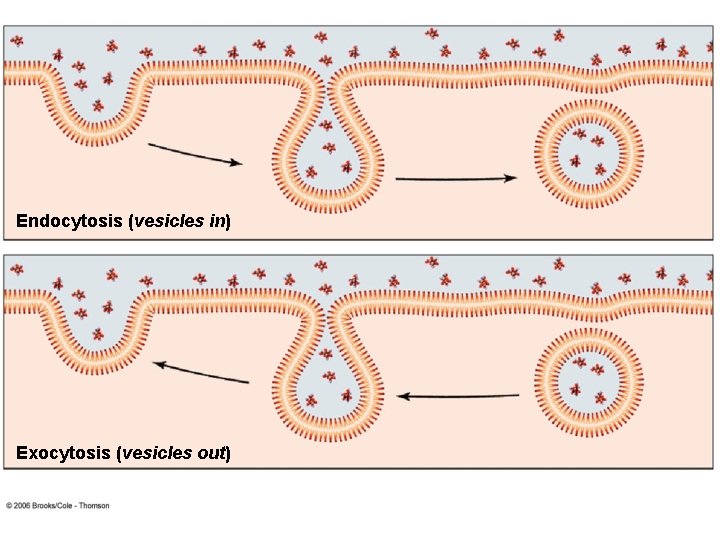 Endocytosis (vesicles in) Exocytosis (vesicles out) 