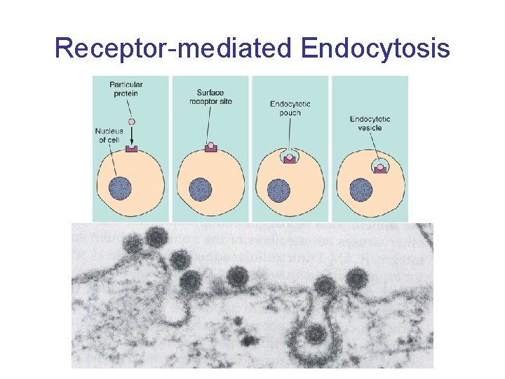 Receptor-mediated Endocytosis 