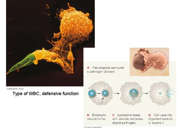 Type of WBC, defensive function parasite macrophage 