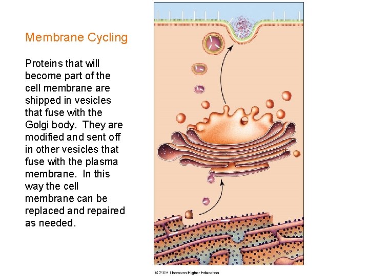 Membrane Cycling Proteins that will become part of the cell membrane are shipped in