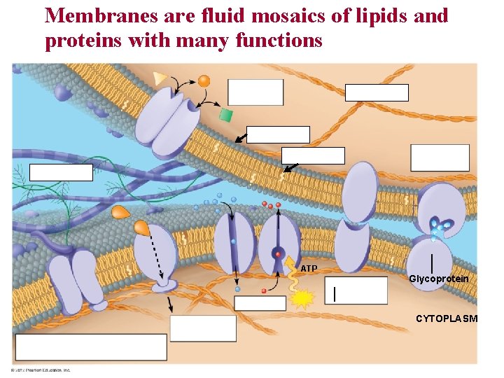 Membranes are fluid mosaics of lipids and proteins with many functions ATP Glycoprotein CYTOPLASM